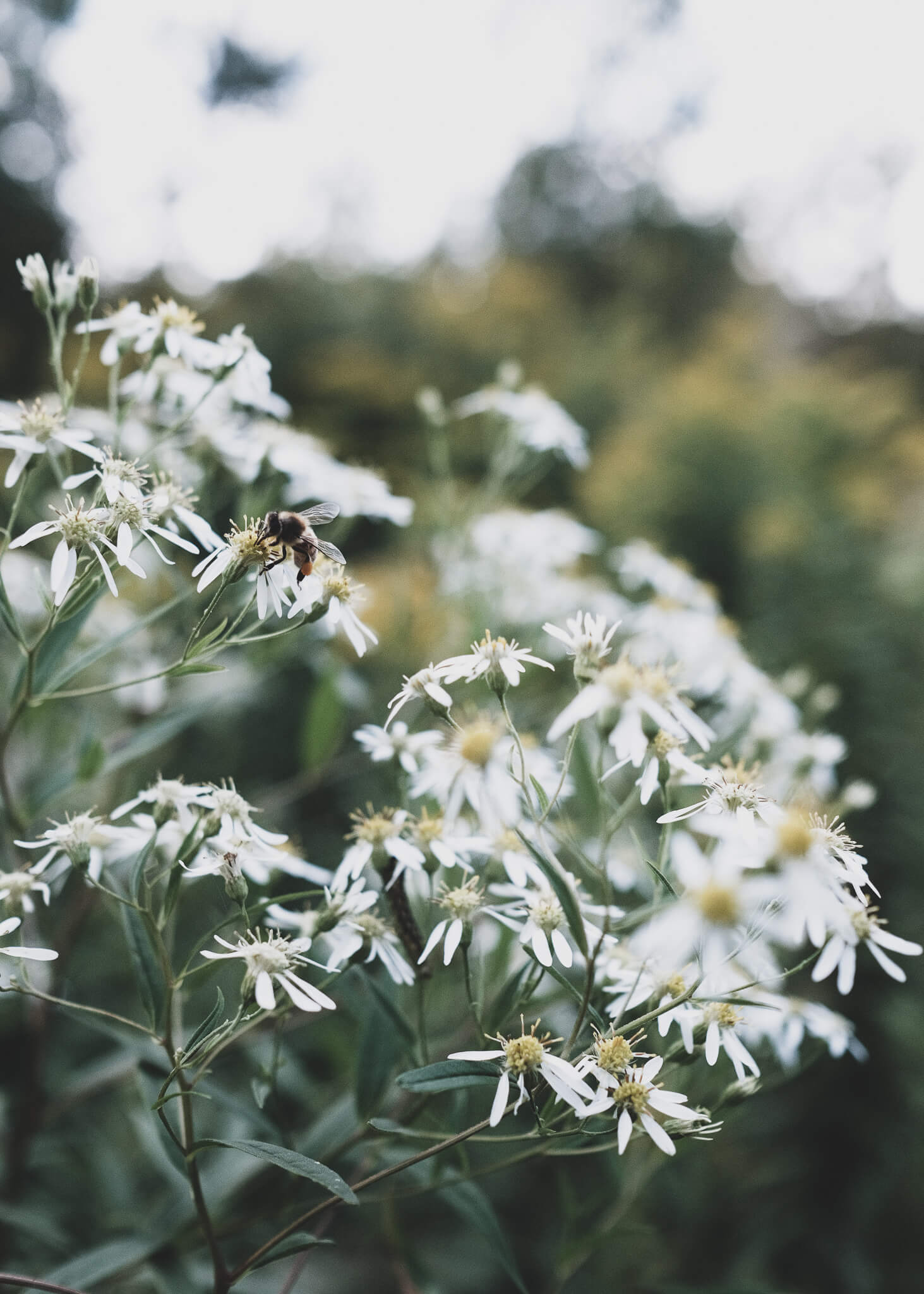 campdebase-terrain-estrie Fleurs blanches