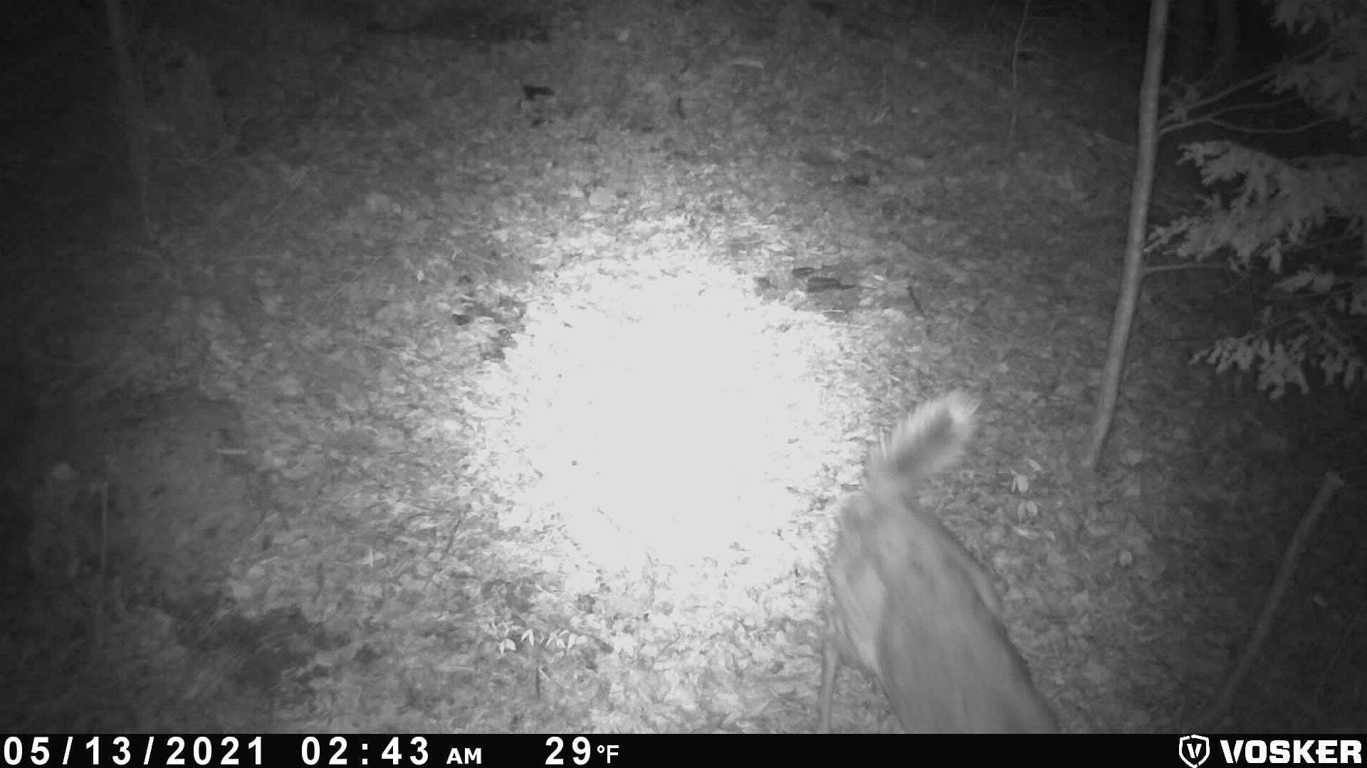 Caméras Vosker x Campdebase chevreuil Camp De Base caméra vosker