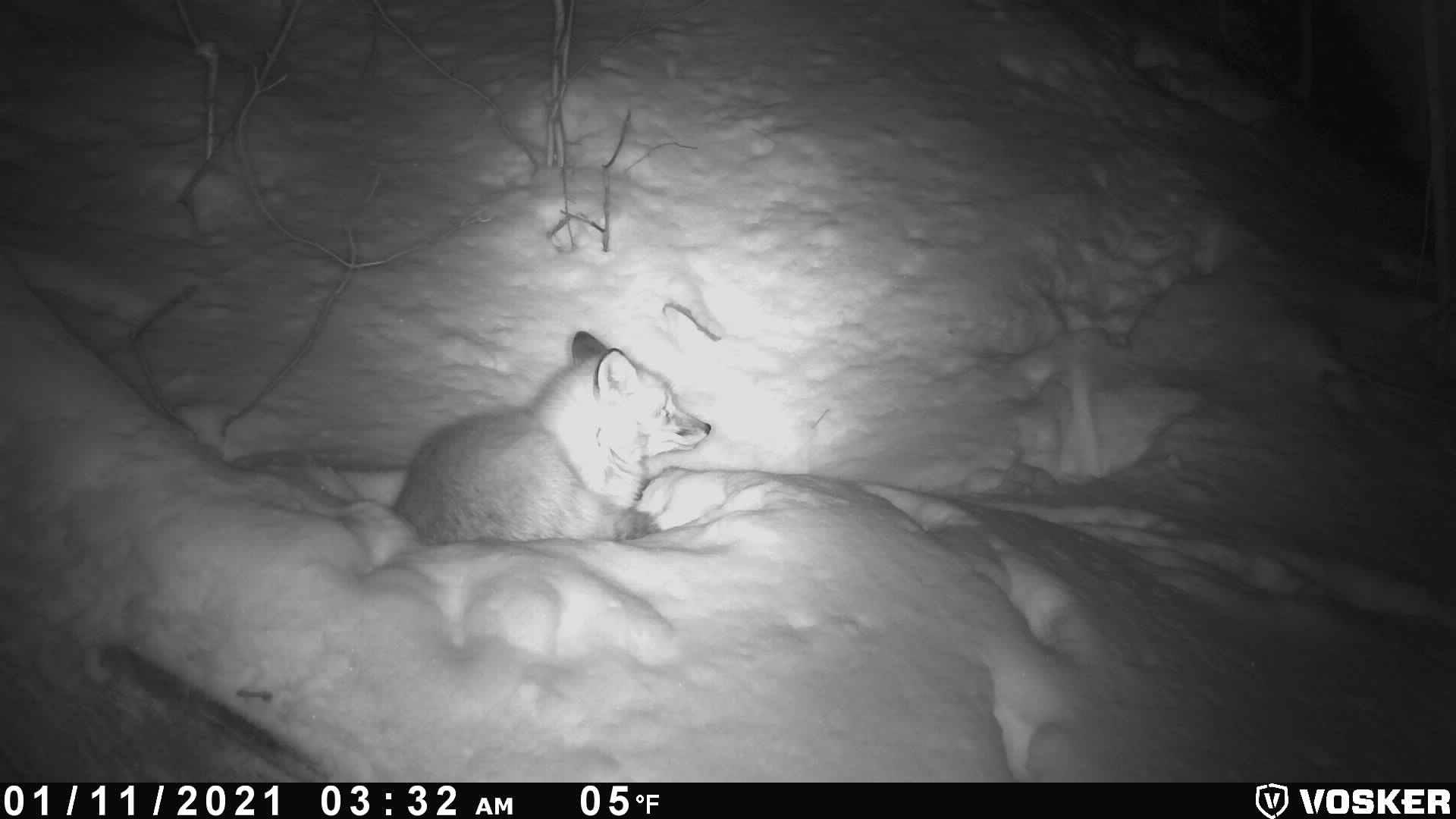 Caméras Vosker x Campdebase renard nuit caméra vosker