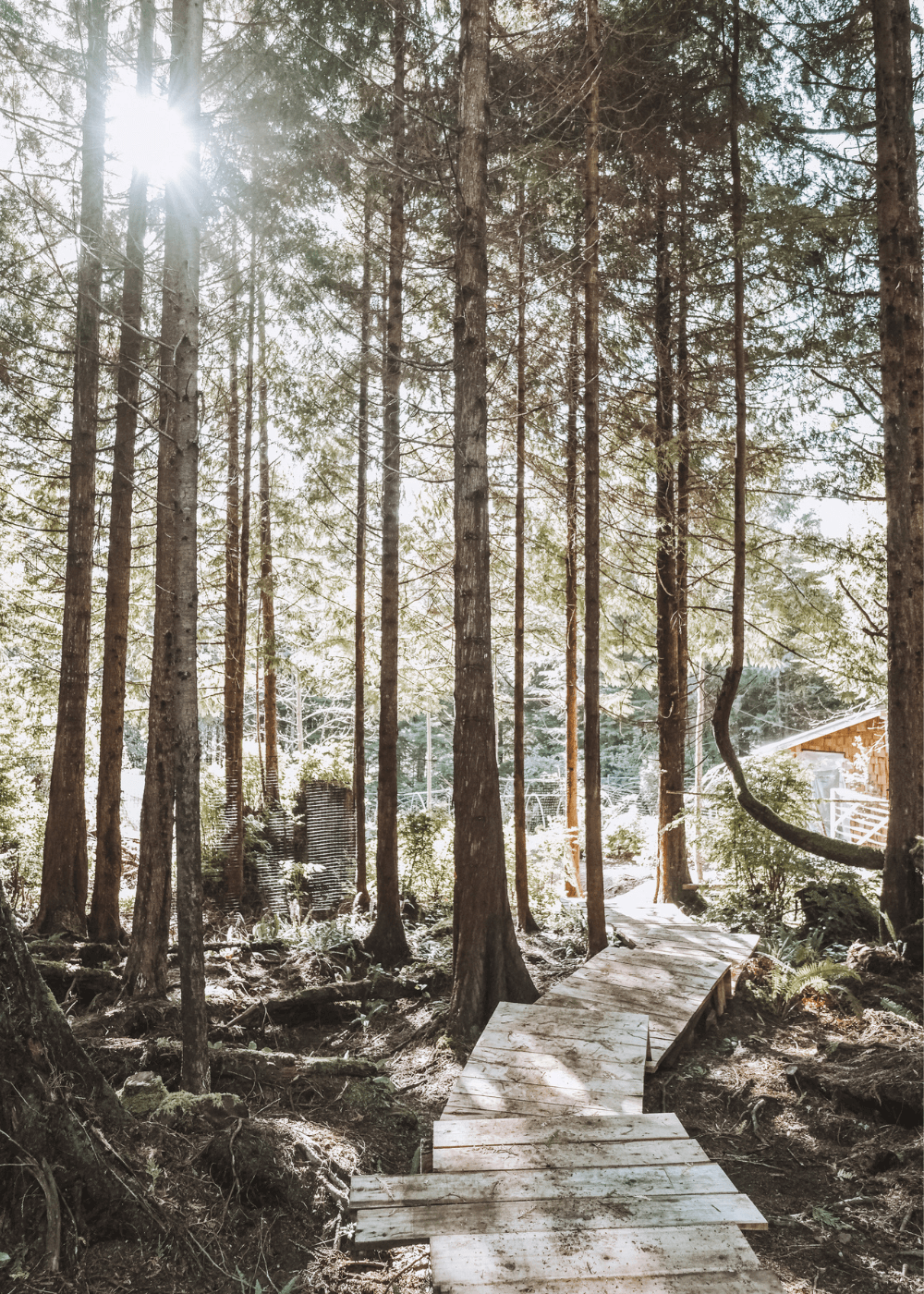 forêt dans la vie sur une île isolée