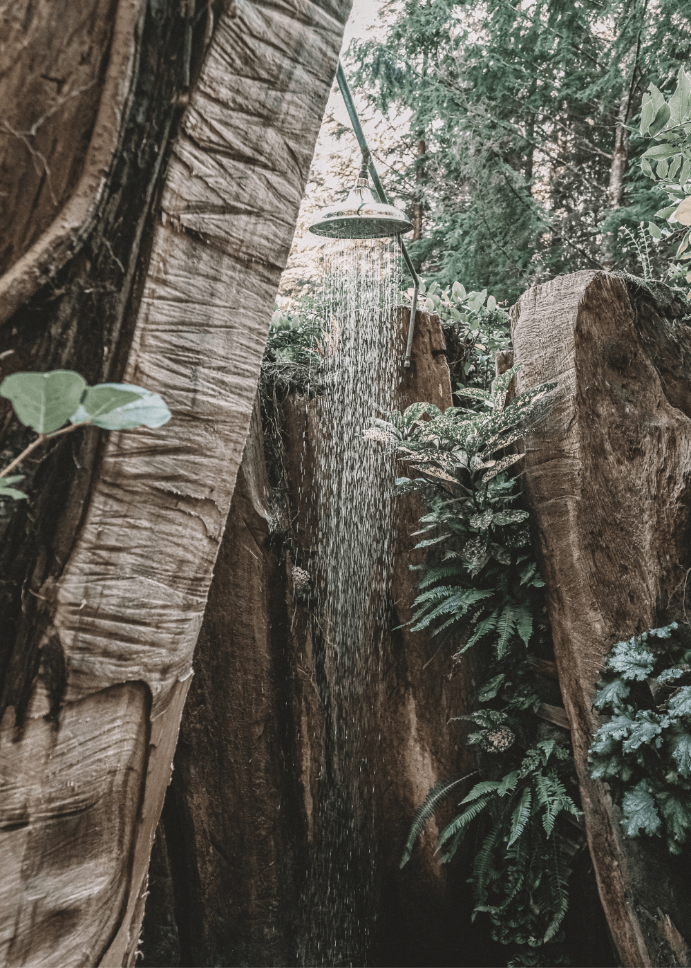 douche extérieure en forêt