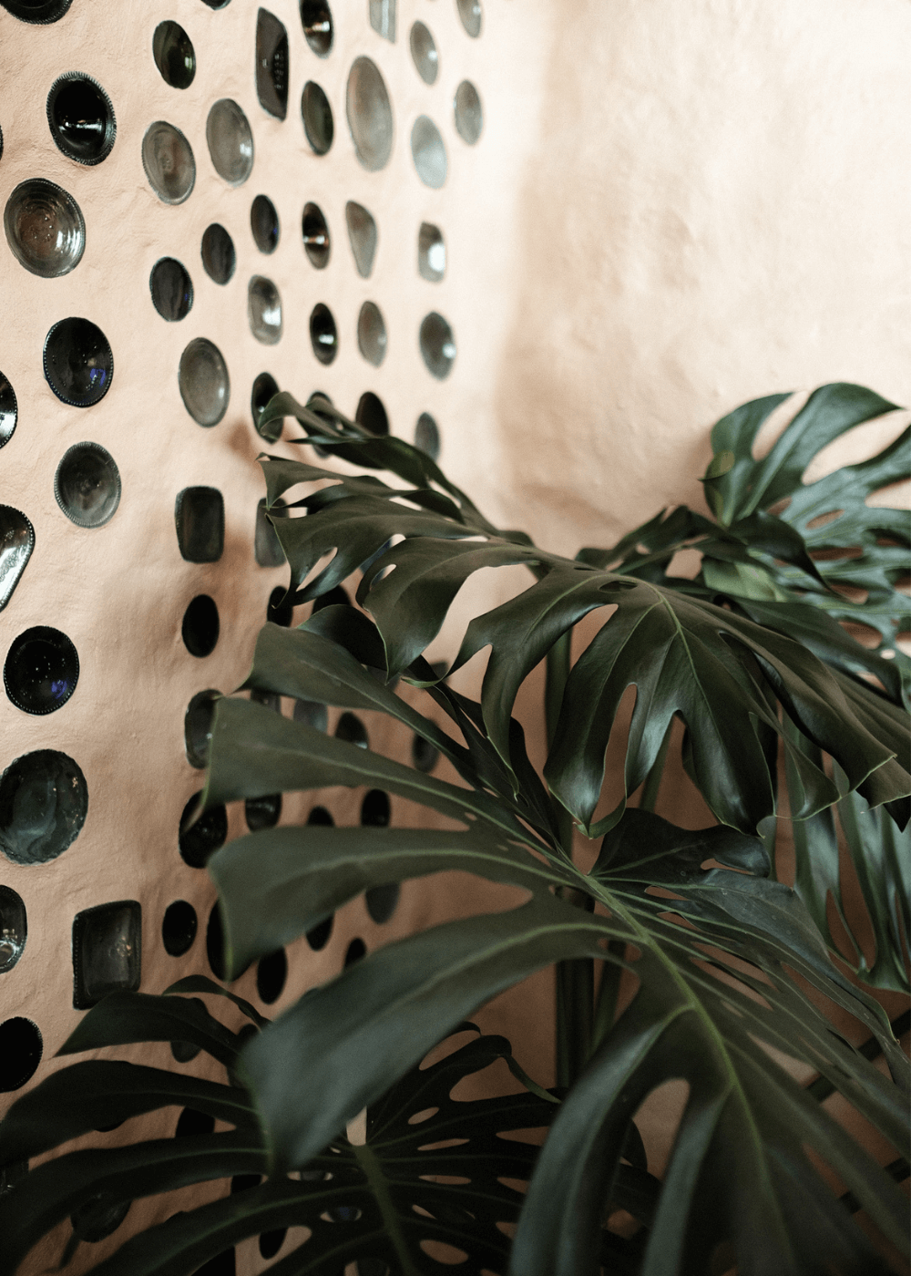 CampDeBase vie dans une géonef plante verte devant mur recyclé